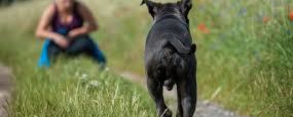 Abmeldung Hund