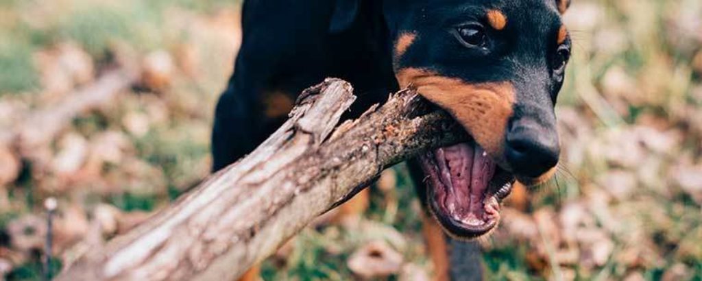 Anmeldung Hund
